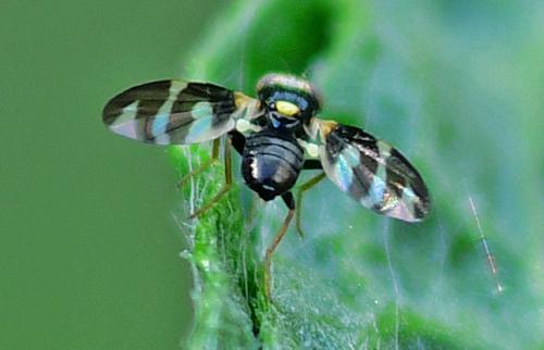 Urophora quadrifasciata